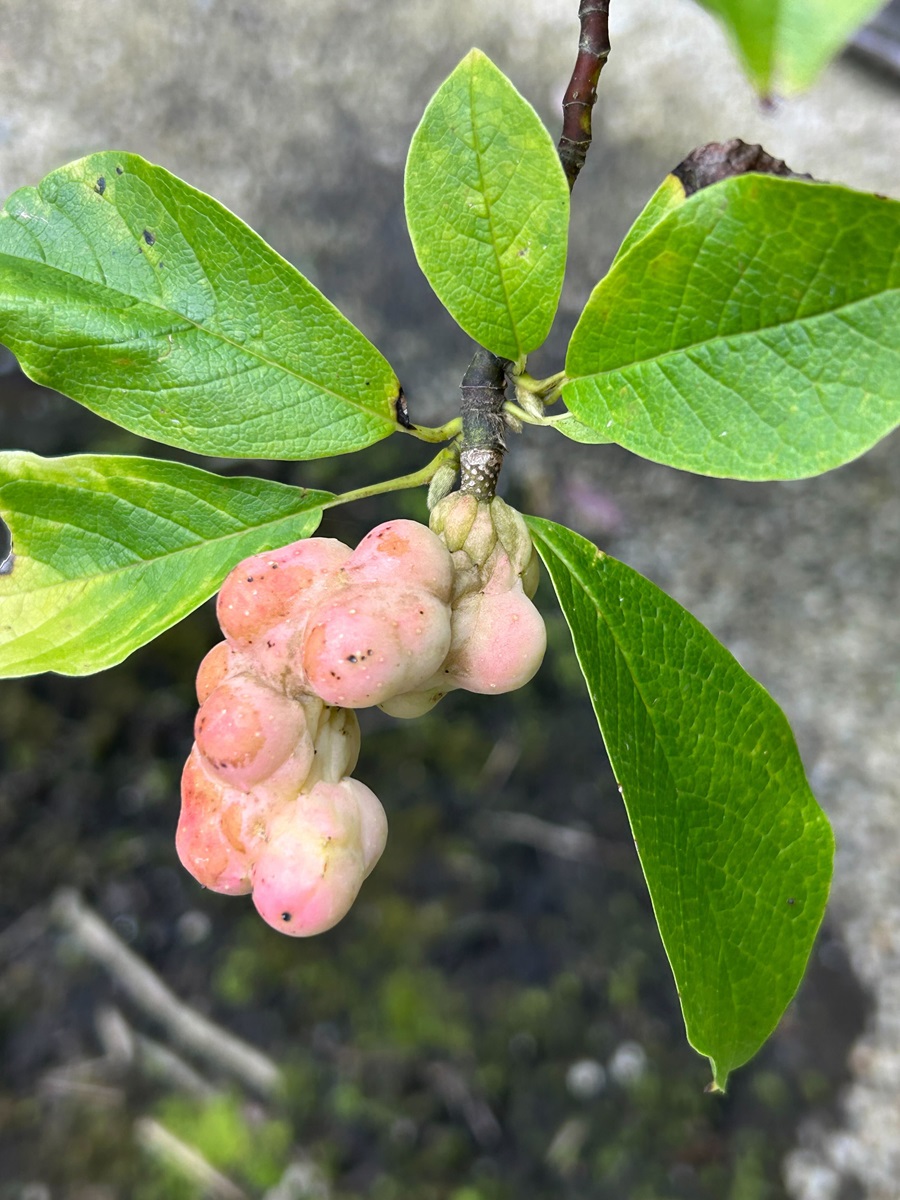 こぶしの実のアップ