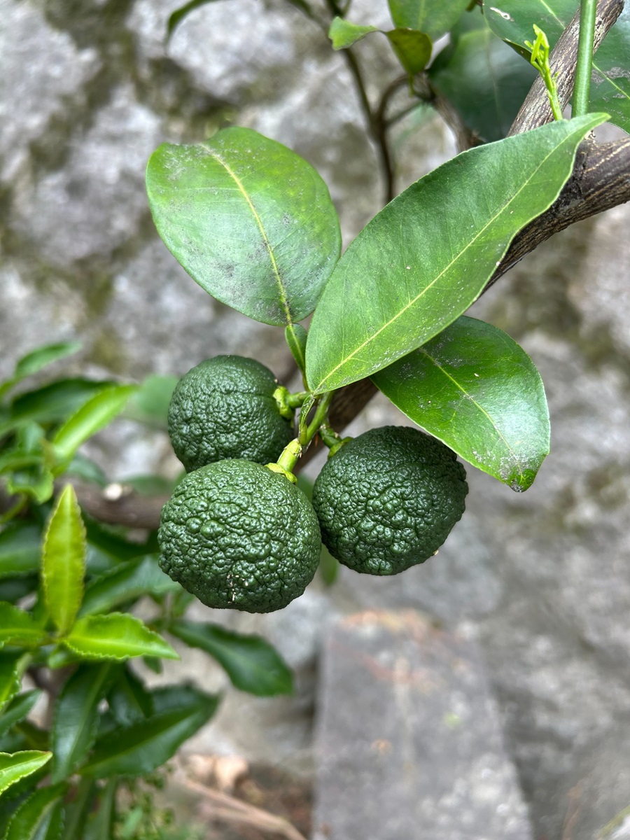 カボスの若実？